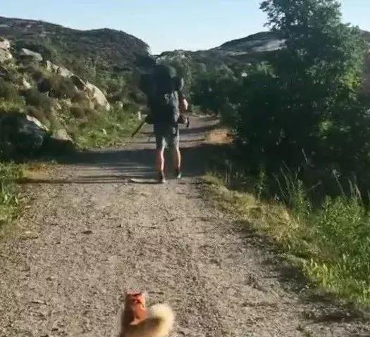 看遍欧洲景色的小橘猫,你还不如它过得精致