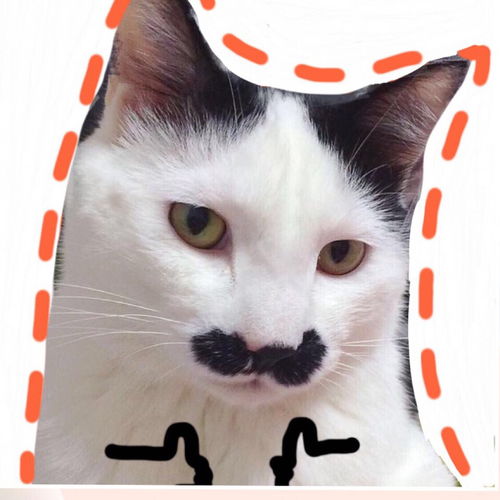 奶牛猫是不是都是精神病