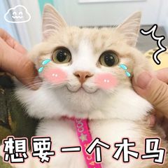 网络常见表情包之喵