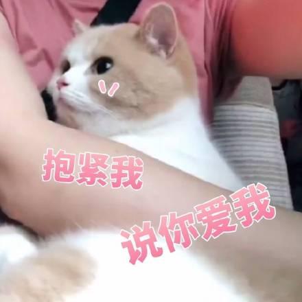 猫咪表情包撩老公系列爱你呦我好想你