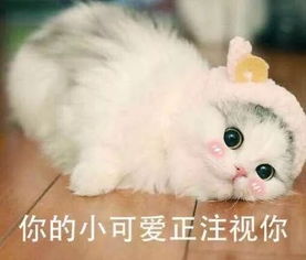 表情包小海狸无字