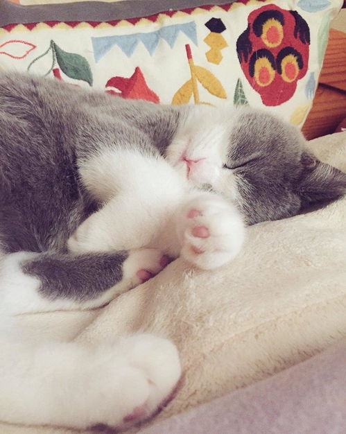 日本的贵族猫咪,完全就是现实版的小仙女