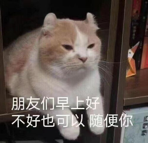表情包那些怂了吧唧又巨可爱的表情包姐妹篇