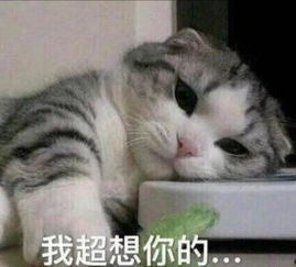 甜甜的猫咪表情包来袭,确认过清晰度是可以直接导入微信的那种