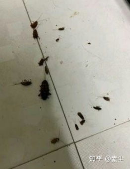 怎么克服怕蟑螂的心理怎么克服怕蟑螂的心理问题