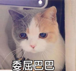 萌宠表情包带字图片困暴雨梨花