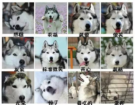 汪星人狂欢节