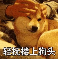 急主人说去雄安炒房了,留我一只狗在家饿肚子