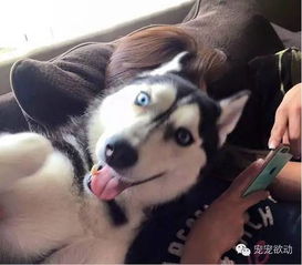 当主人把最后一口汉堡吃掉时,哈士奇.......