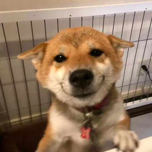 狗狗发抖的表情包主人