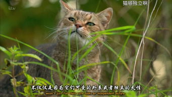 这种猫叫什么名字,是土猫吗,我觉得很特别,不知道为什么有点像人的表情