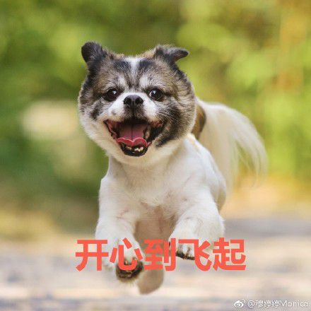 累死人的表情包