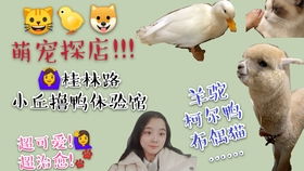 沙雕表情包羊驼跳舞完整版软件名adanza