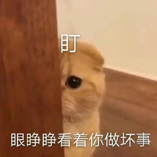 最新表情包图片做坏事的时候,有人正眼睁睁的看着