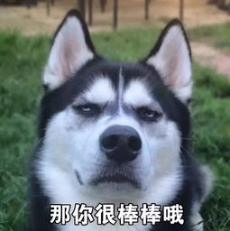 一套哈士奇表情包,收好不谢