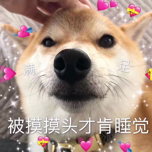 2020包情表第四期柴犬表情包