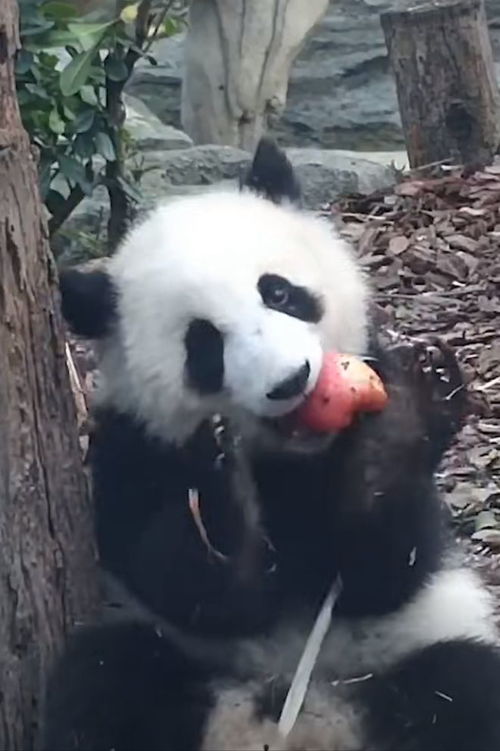 熊猫饲养员被开除,因和熊猫抢苹果走红笑翻评论区水果大熊猫苹果属濒危物种网易订阅