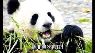 大路的相册动物表情包