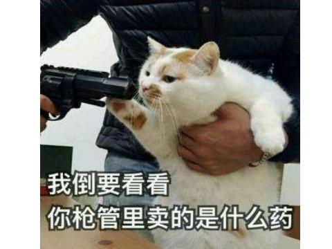 游戏里人气最高的猫不仅会唱跳rap打太极,打架比菜逼队友给力