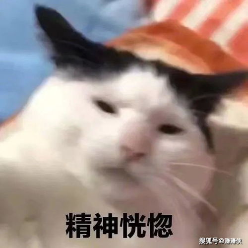 搞笑表情包图片你害怕的时候会这样吗