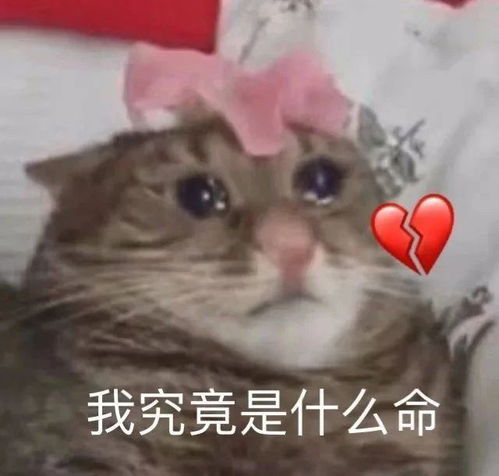委屈表情包钱不够花了