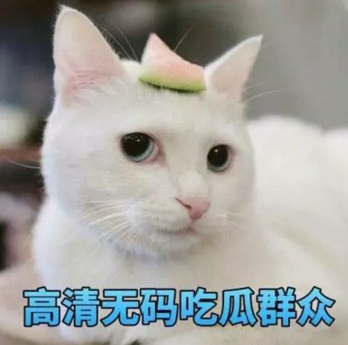 你最常用哪些有意思的表情包