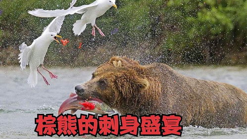 棕熊的盛宴五亿条鲜美多汁的大马哈鱼回家是棕熊饕餮盛宴