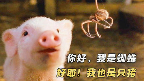 呆萌小猪说,我想和你交朋友,蜘蛛奉献一生来守护夏洛特的网