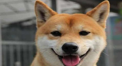柴犬表情特别多,跟猫咪的表情很像,它难道不是狗