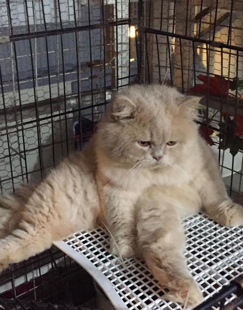 橘猫做完绝育后表现正常,主人半夜上厕所时,看到一幕痛苦的画面