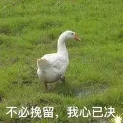 大厨烹小鲜三款凉菜让你的餐桌更美味