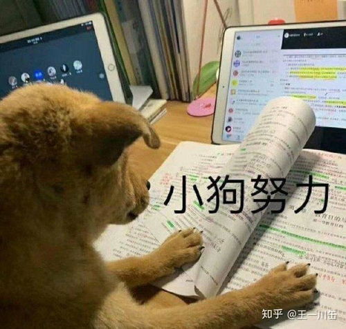塔吊表情包图片大全狗子
