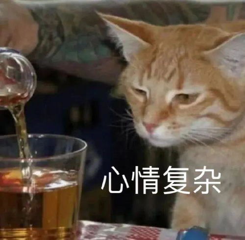 沙雕表情包别看了,我过得比你好