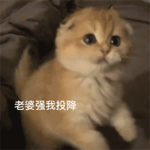 可爱沙雕表情包抱抱我的小肥猪