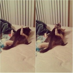 你说不出口的牠帮你说18张照片证明猫咪也懂人类的os