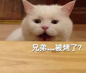 求小饼干表情包图片猫饼