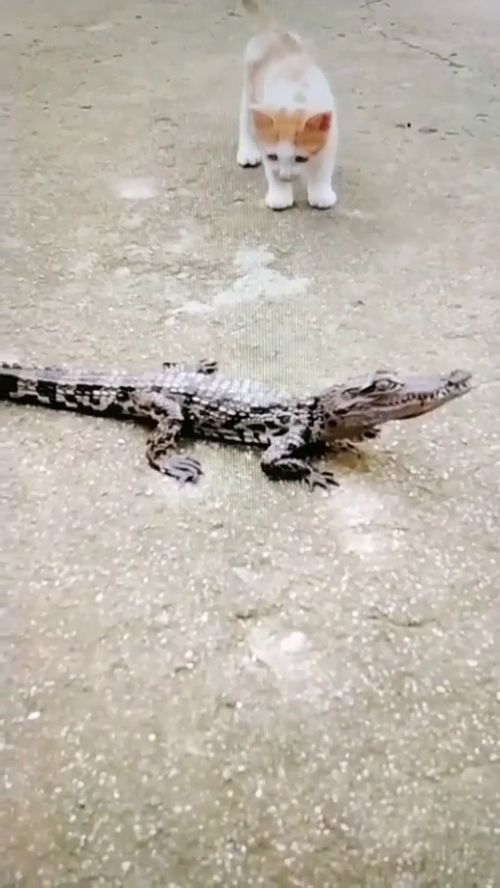 好奇害死猫再次上演
