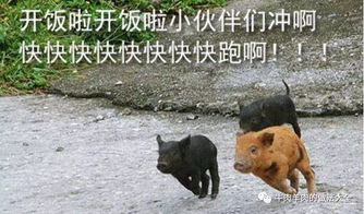快来吃火锅表情包我要吃饭
