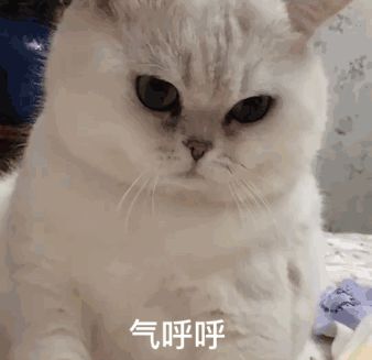 主人犯事被抓,爱犬为报复大闹警局,民警无奈要不进去陪他