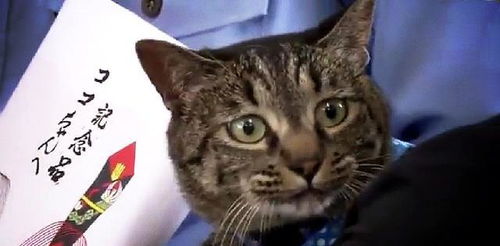 猫咪救了个人,奖它一包高级猫粮,记者问它啥感受,猫反应亮了