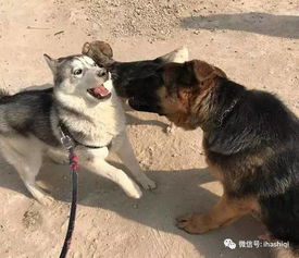 哈士奇跟德牧打架,两狗互不相让,二哈还使了这手段