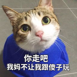 敲可爱表情包猫咪猫堆糖,美好生活研究所