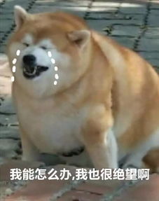 事实证明,胖子只能走卖萌这条路线