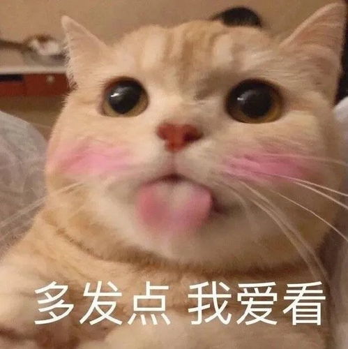 表情包不服你顺着网线来打我啊