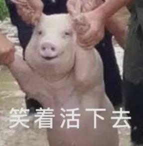 大半夜笑出猪声表情包仔猪