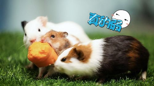 萌盟仓鼠杯上线,小仓鼠上演帽子戏法,可这现场分明就是抢吃的