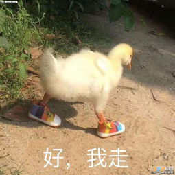 我坐在高高的柠檬山上表情包猪仔们起床了表情包图片下载乐游网游戏下载