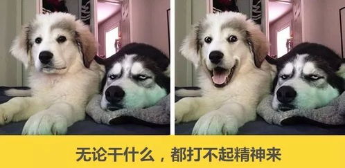 春节好累,终于能上班了
