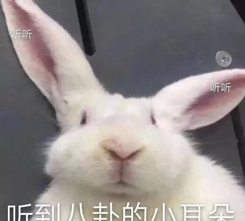 知三当三,还未婚先孕王鸥何九华这个恋情瓜终于爆了