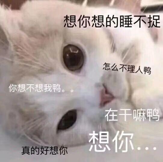 搞笑gif趣图被青蛙彻底带坏了的金毛
